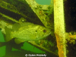 A Bass hanging out near an old rock crusher at Haigh Quar... by Dylan Mccrady 
